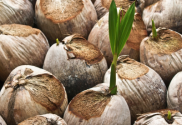 "Sprout Of Coconut" by winnond